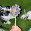 Daisy Floral Hay Treats for Rabbits, Gerbils, Hamsters, Guinea Pigs and Other Small Rodent