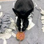 Timothy Hay Floral Round Cake  and Apple Stick Lollipop Treat. Rabbit Treat, Chinchilla Treat, Hamster Treat, Guinea Pig Treat, Gerbil Treat