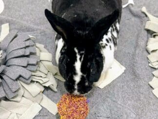 Timothy Hay Floral Round Cake  and Apple Stick Lollipop Treat. Rabbit Treat, Chinchilla Treat, Hamster Treat, Guinea Pig Treat, Gerbil Treat