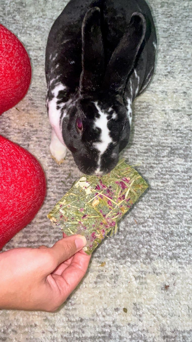 12 Pack Timothy Hay and Floral Chip for Rabbit, Chinchilla, Guinea Pig